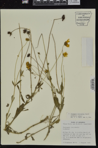 Coreopsis intermedia image