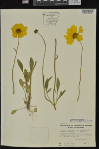 Coreopsis lanceolata image