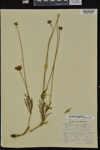 Coreopsis lanceolata image