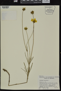 Coreopsis lanceolata image