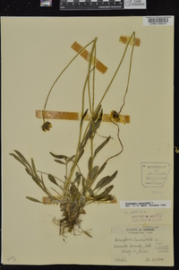 Coreopsis lanceolata image