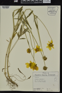 Coreopsis lanceolata image