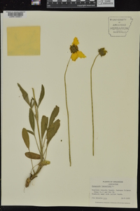 Coreopsis lanceolata image