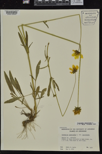 Coreopsis lanceolata image