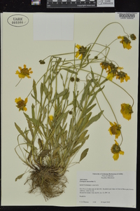 Coreopsis lanceolata image