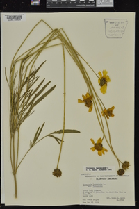 Coreopsis lanceolata image