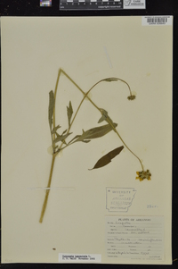 Coreopsis lanceolata image