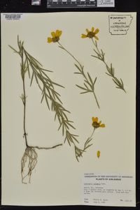 Coreopsis palmata image