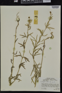 Coreopsis palmata image