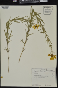 Coreopsis palmata image