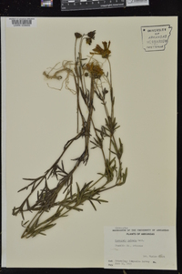 Coreopsis palmata image