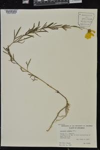 Coreopsis palmata image