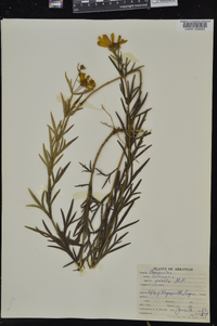 Coreopsis palmata image