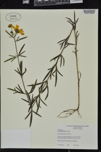 Coreopsis palmata image