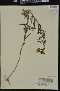 Coreopsis palmata image