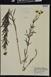 Coreopsis palmata image