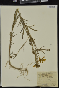 Coreopsis palmata image