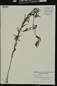 Coreopsis palmata image