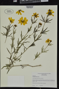 Coreopsis palmata image