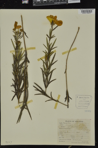 Coreopsis palmata image