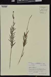 Coreopsis palmata image