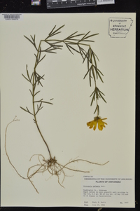 Coreopsis palmata image