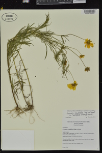 Coreopsis grandiflora var. harveyana image