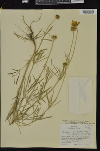 Coreopsis grandiflora var. harveyana image