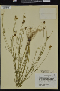 Coreopsis grandiflora image