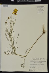 Coreopsis grandiflora image