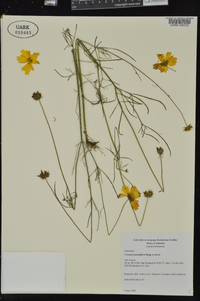 Coreopsis grandiflora var. harveyana image