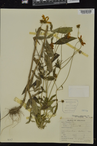 Coreopsis pubescens image