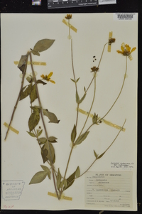 Coreopsis pubescens image