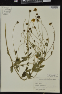 Coreopsis pubescens image