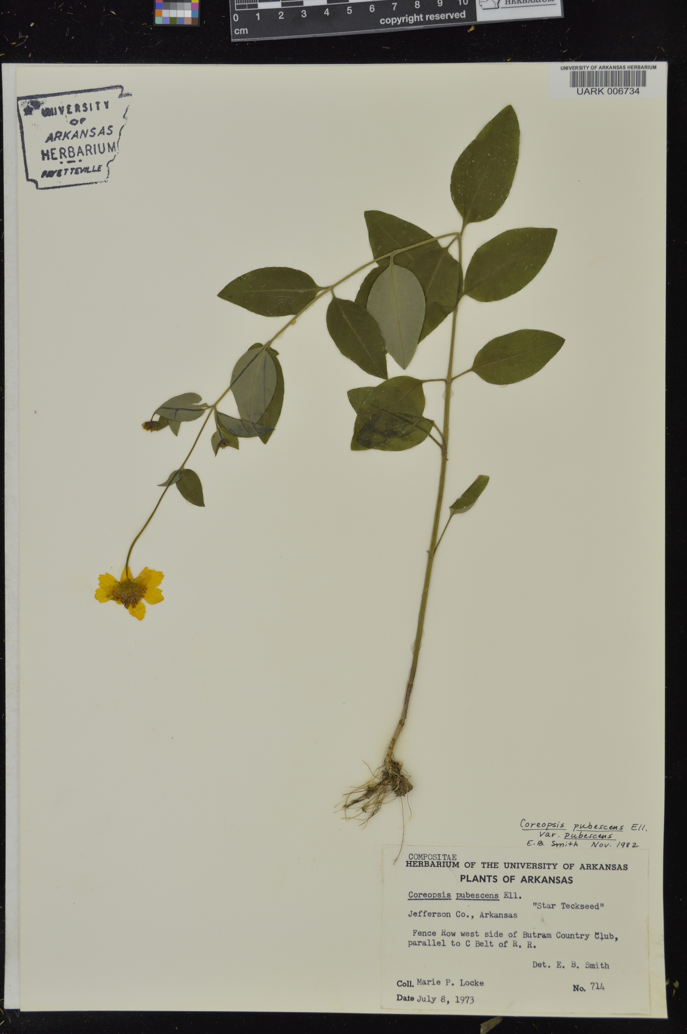 Coreopsis pubescens var. pubescens image