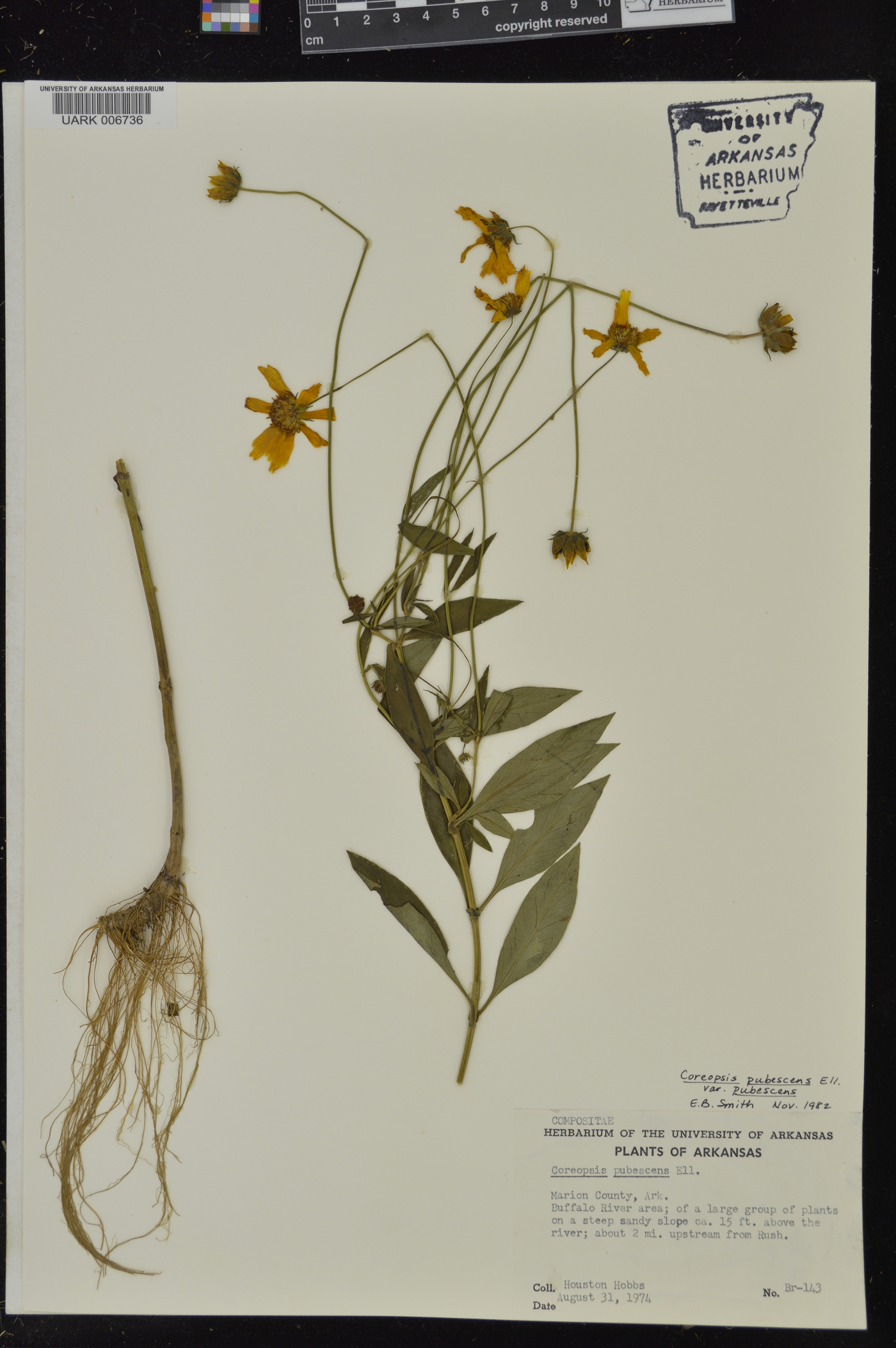 Coreopsis pubescens var. pubescens image