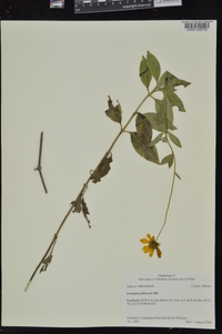 Coreopsis pubescens image