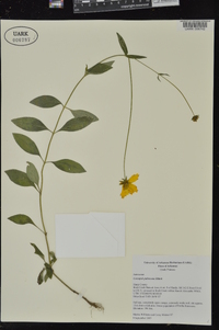 Coreopsis pubescens image