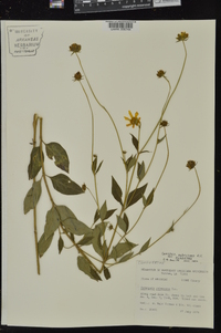 Coreopsis pubescens image