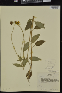 Coreopsis pubescens image