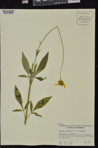 Coreopsis pubescens image