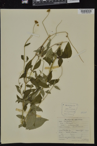 Coreopsis pubescens image