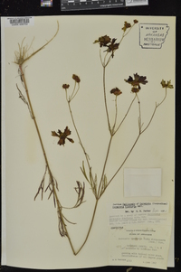 Coreopsis tinctoria image