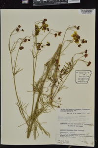 Coreopsis tinctoria image