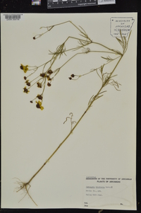 Coreopsis tinctoria image