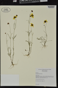 Coreopsis tinctoria image