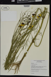 Coreopsis tinctoria image