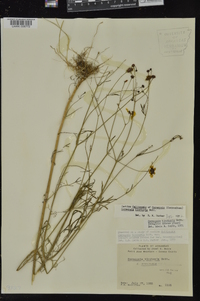 Coreopsis tinctoria image