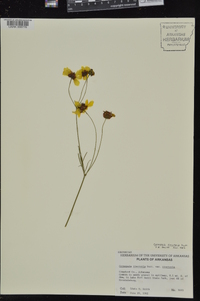 Coreopsis tinctoria image