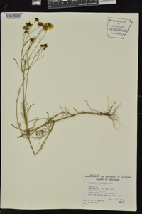 Coreopsis tinctoria image